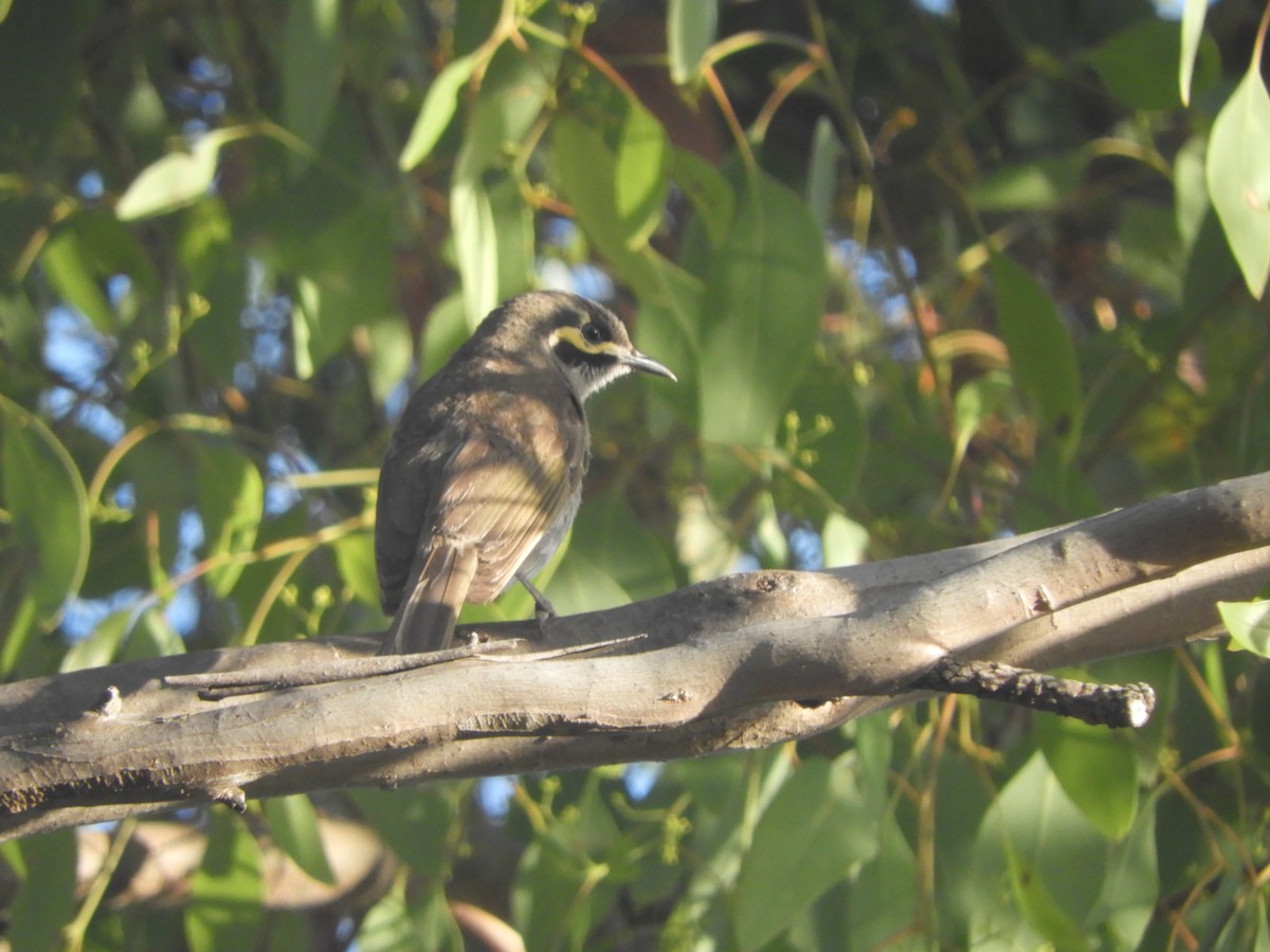 Yellow-faced Honeyeater - ML647605412