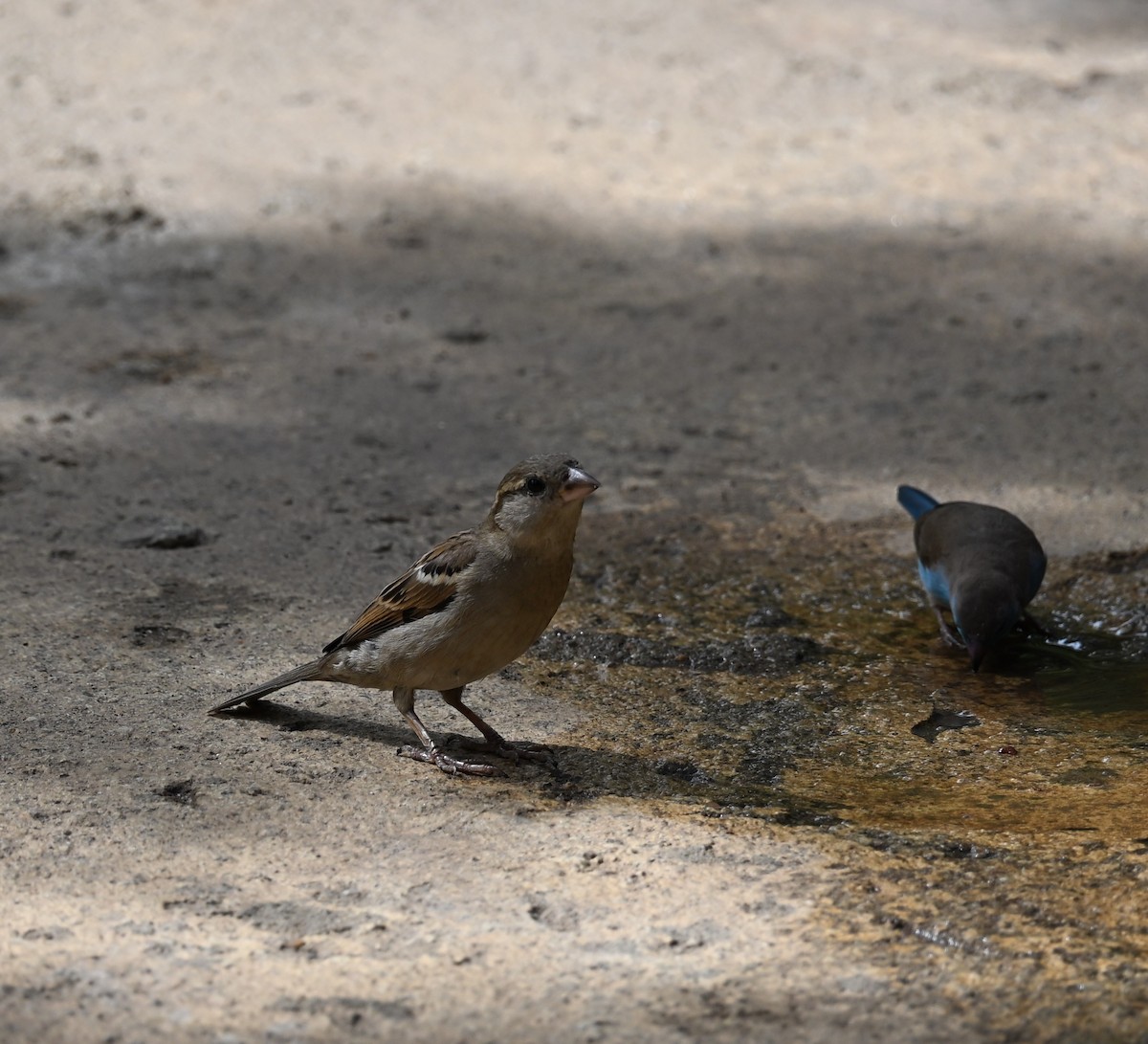 House Sparrow - ML647605413