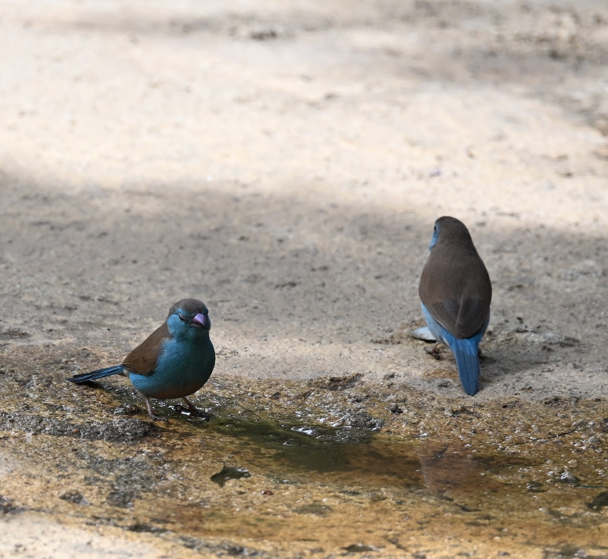 Southern Cordonbleu - ML647605419