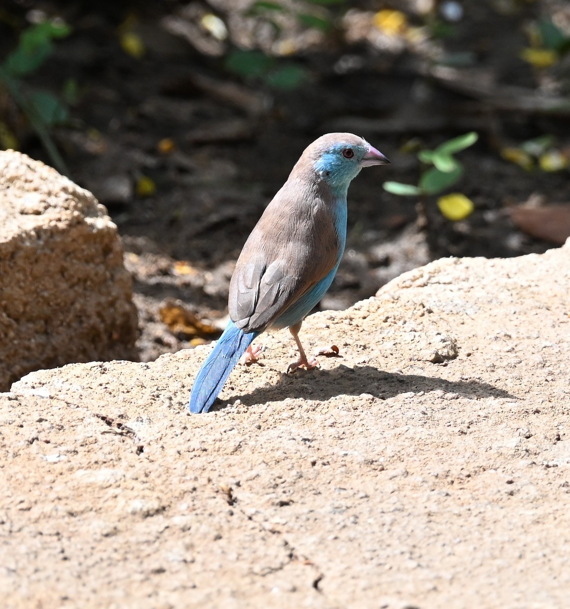 Southern Cordonbleu - ML647605420