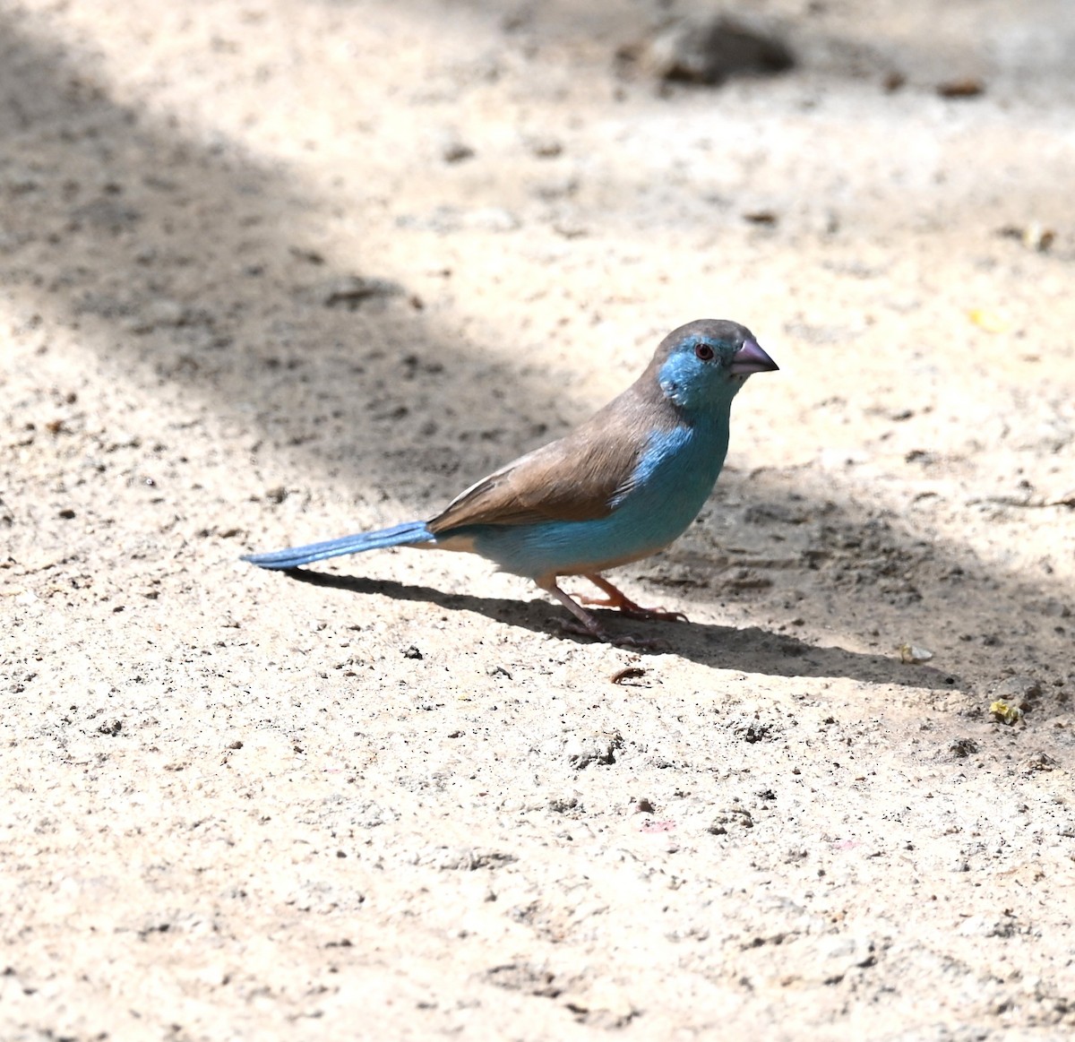 Southern Cordonbleu - ML647605421