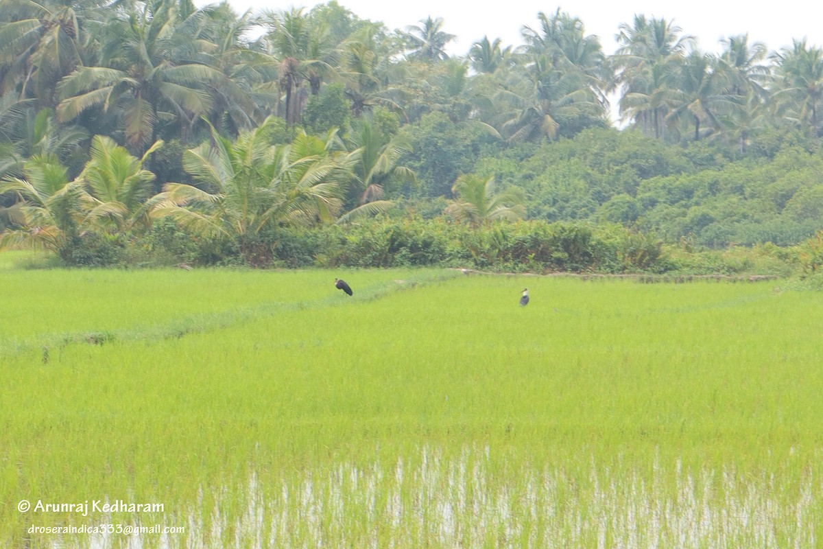 Asian Woolly-necked Stork - ML647605422