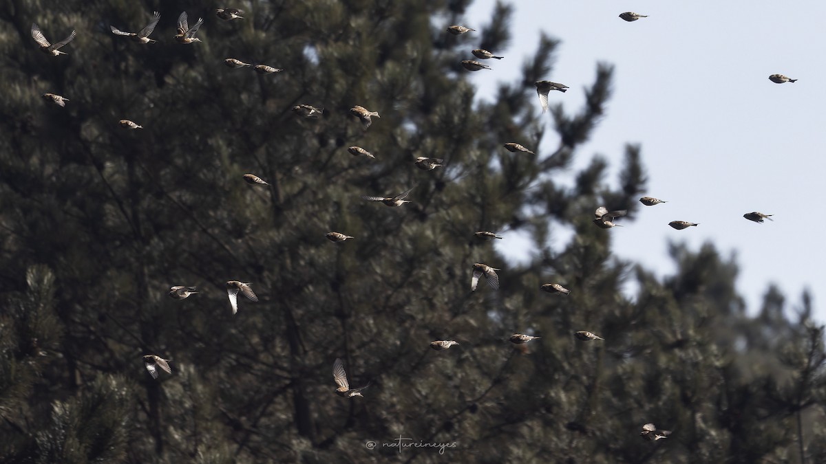 Plain Mountain Finch - ML647605424