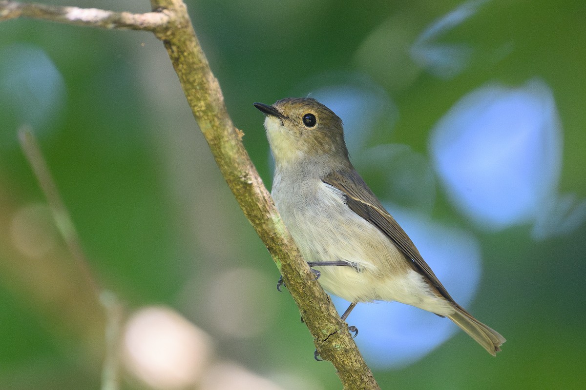 Little Pied Flycatcher - ML647605425
