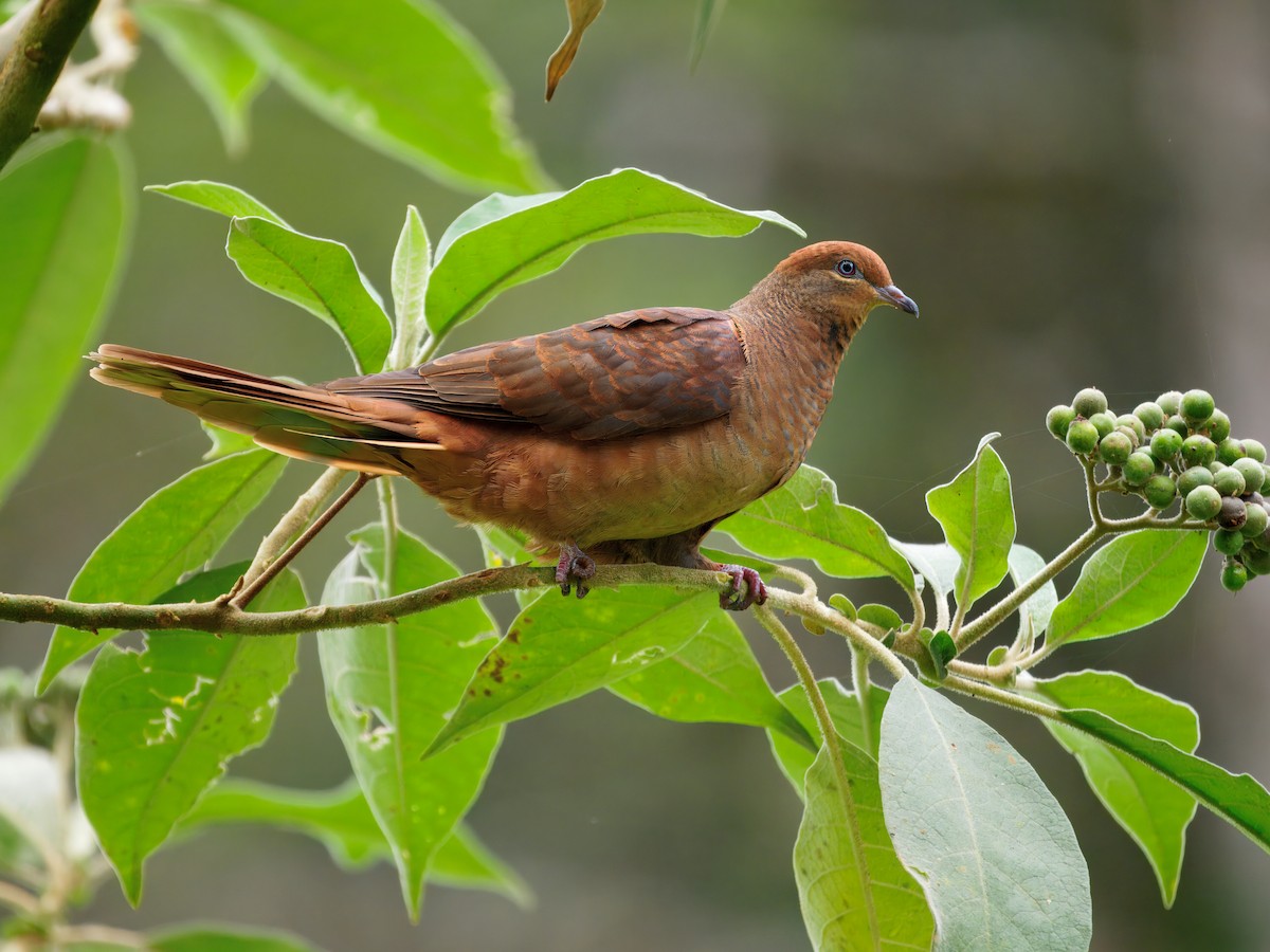 Brown Cuckoo-Dove - ML647605431
