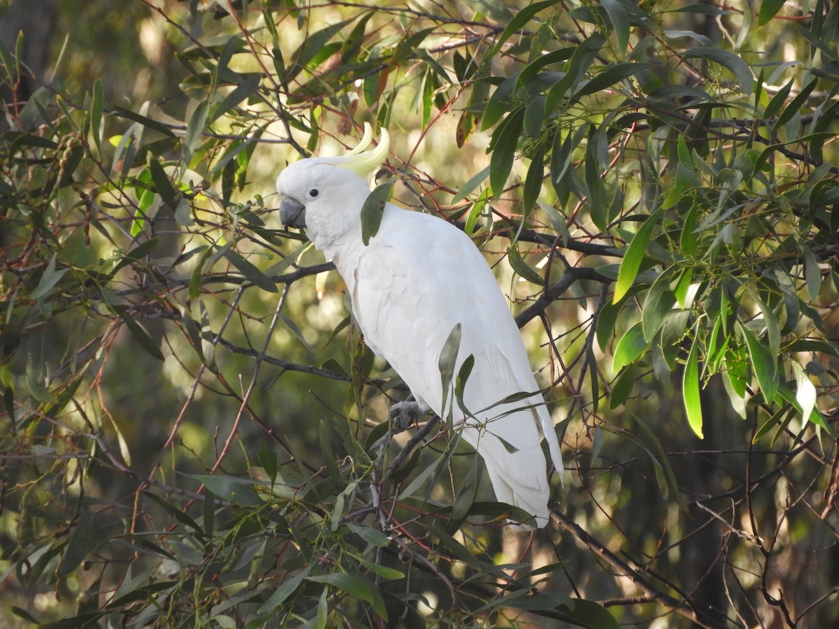 キバタン - ML647605432