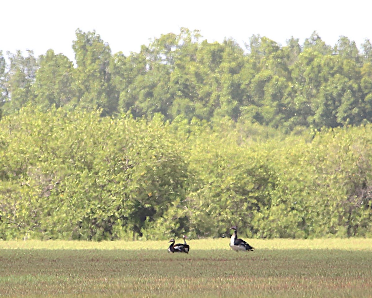 ツメバガン - ML647605435