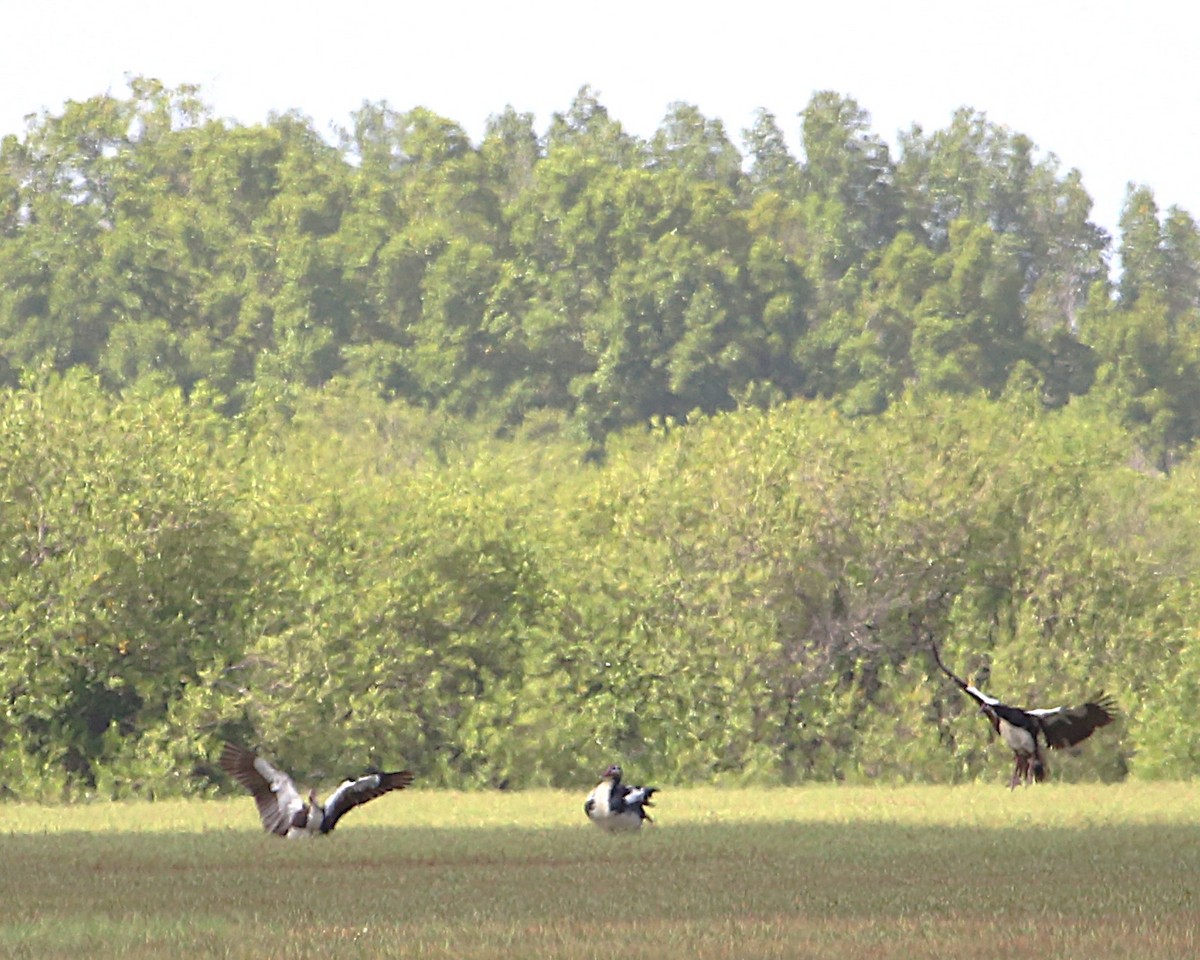 ツメバガン - ML647605436