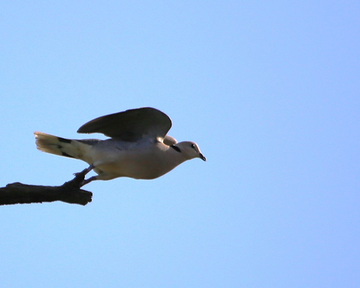 ウスアフリカジュズカケバト - ML647605438