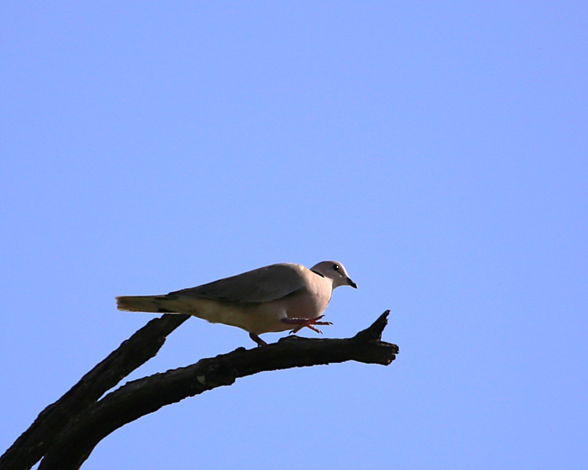 ウスアフリカジュズカケバト - ML647605439