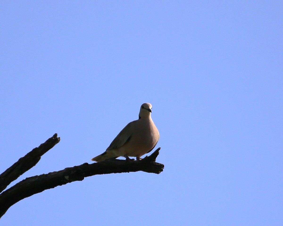 ウスアフリカジュズカケバト - ML647605440