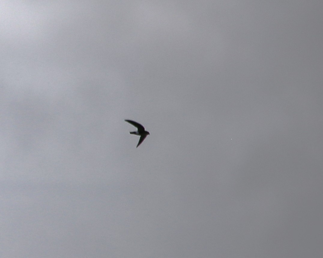 ニシヒメアマツバメ - ML647605441