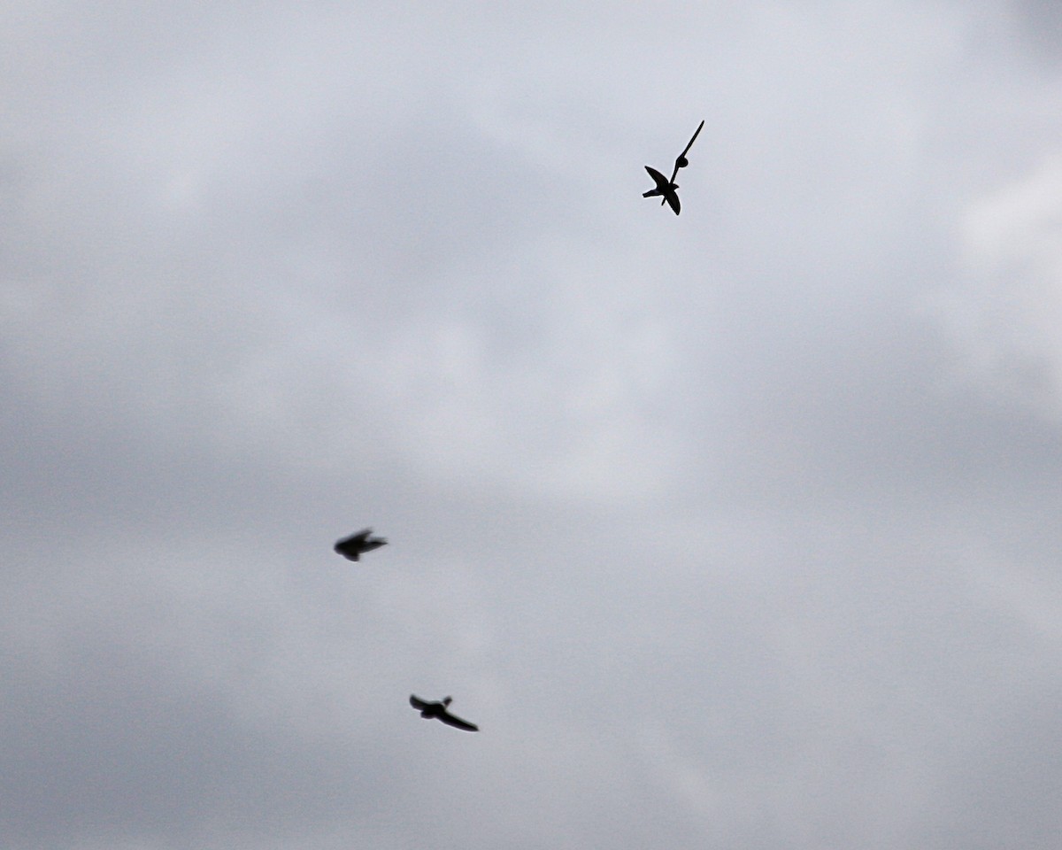 ニシヒメアマツバメ - ML647605442