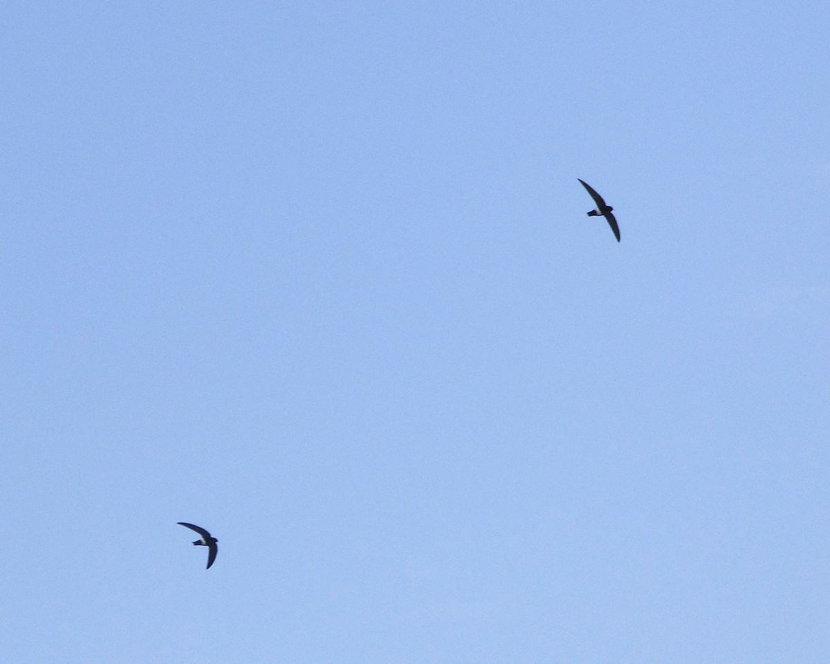 ニシヒメアマツバメ - ML647605443