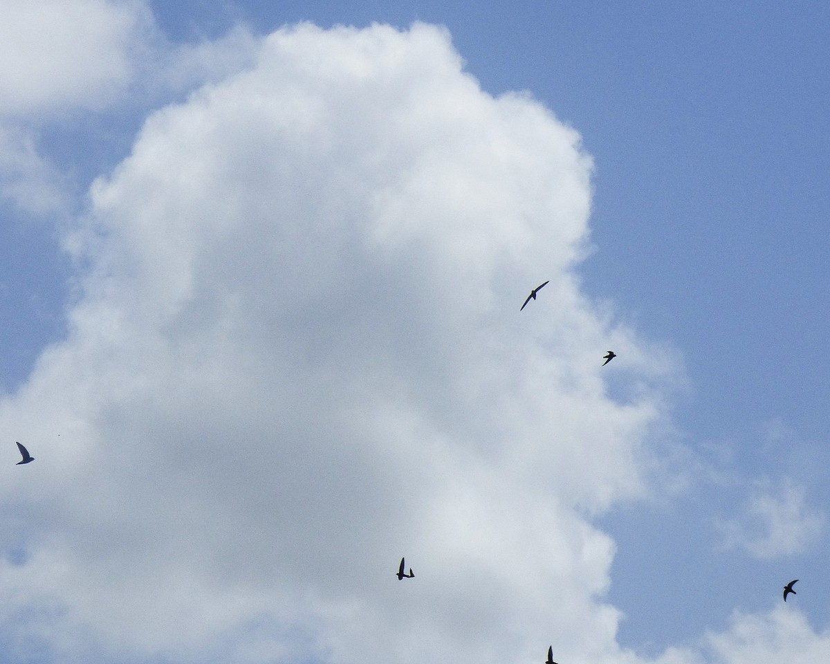 ニシヒメアマツバメ - ML647605444