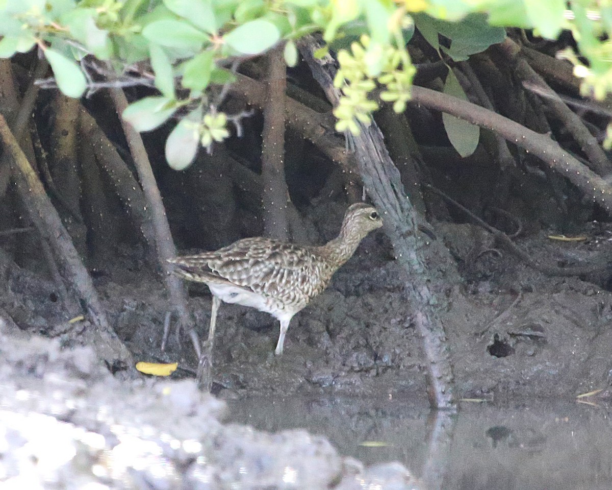 チュウシャクシギ - ML647605445