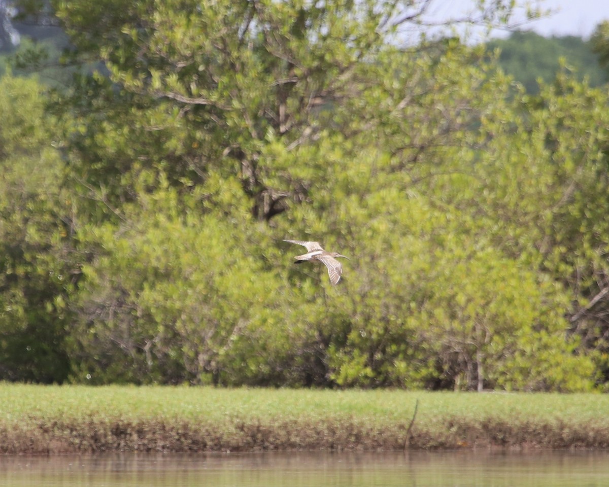 チュウシャクシギ - ML647605446