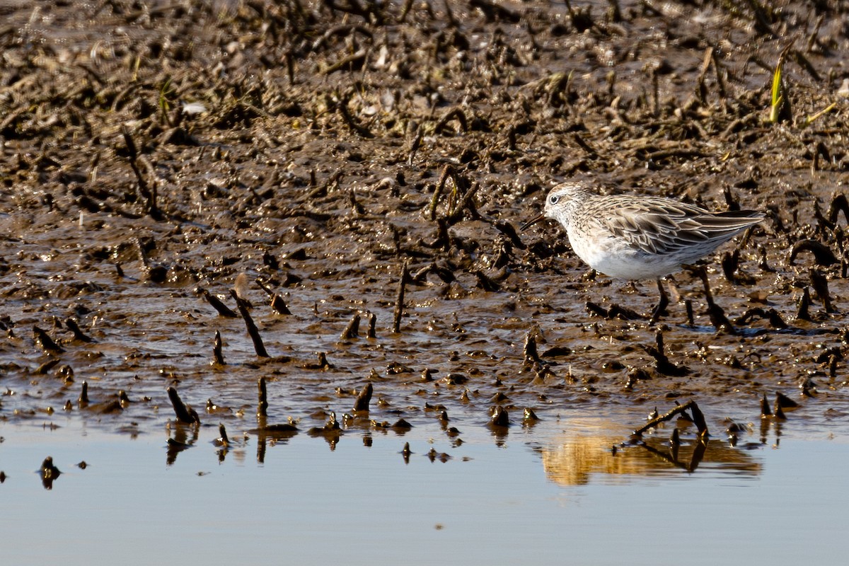 ウズラシギ - ML647605448