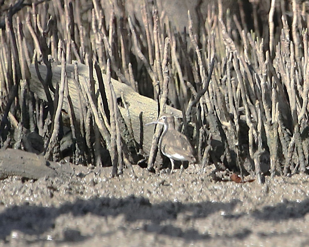 イソシギ - ML647605457