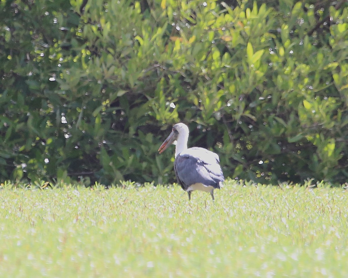 African Woolly-necked Stork - ML647605461