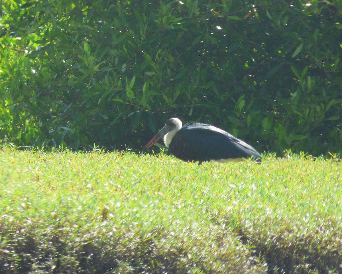 African Woolly-necked Stork - ML647605462
