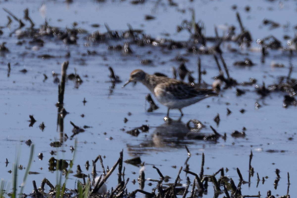 ウズラシギ - ML647605464