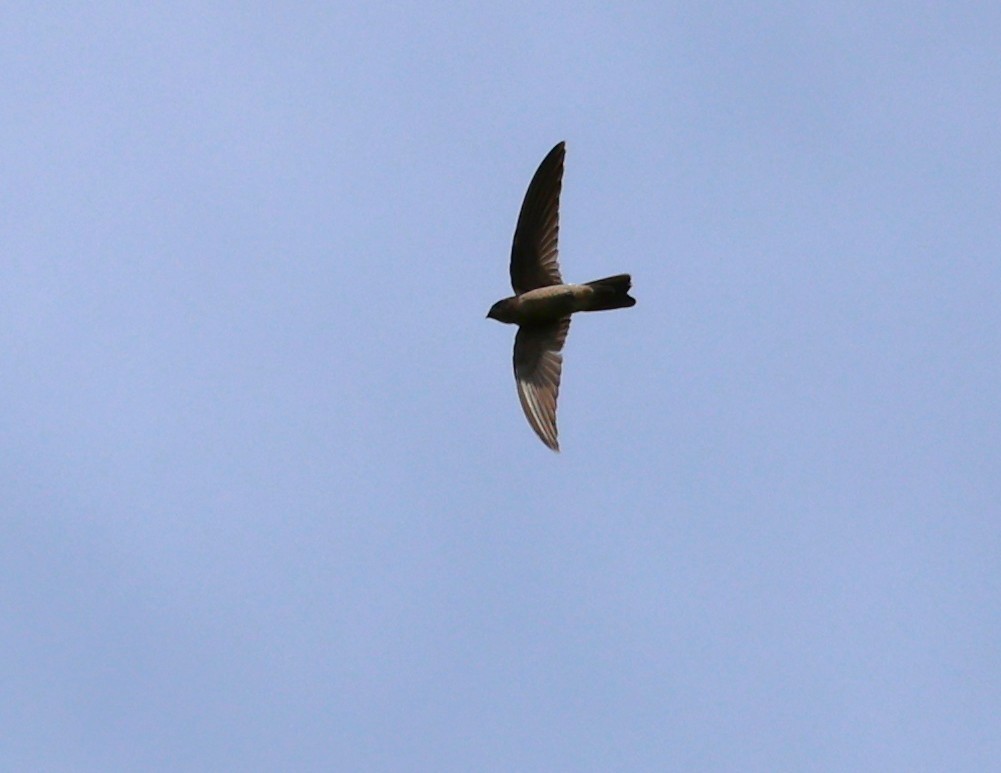 シロハラアナツバメ属／ムジアナツバメ属 - ML647605465