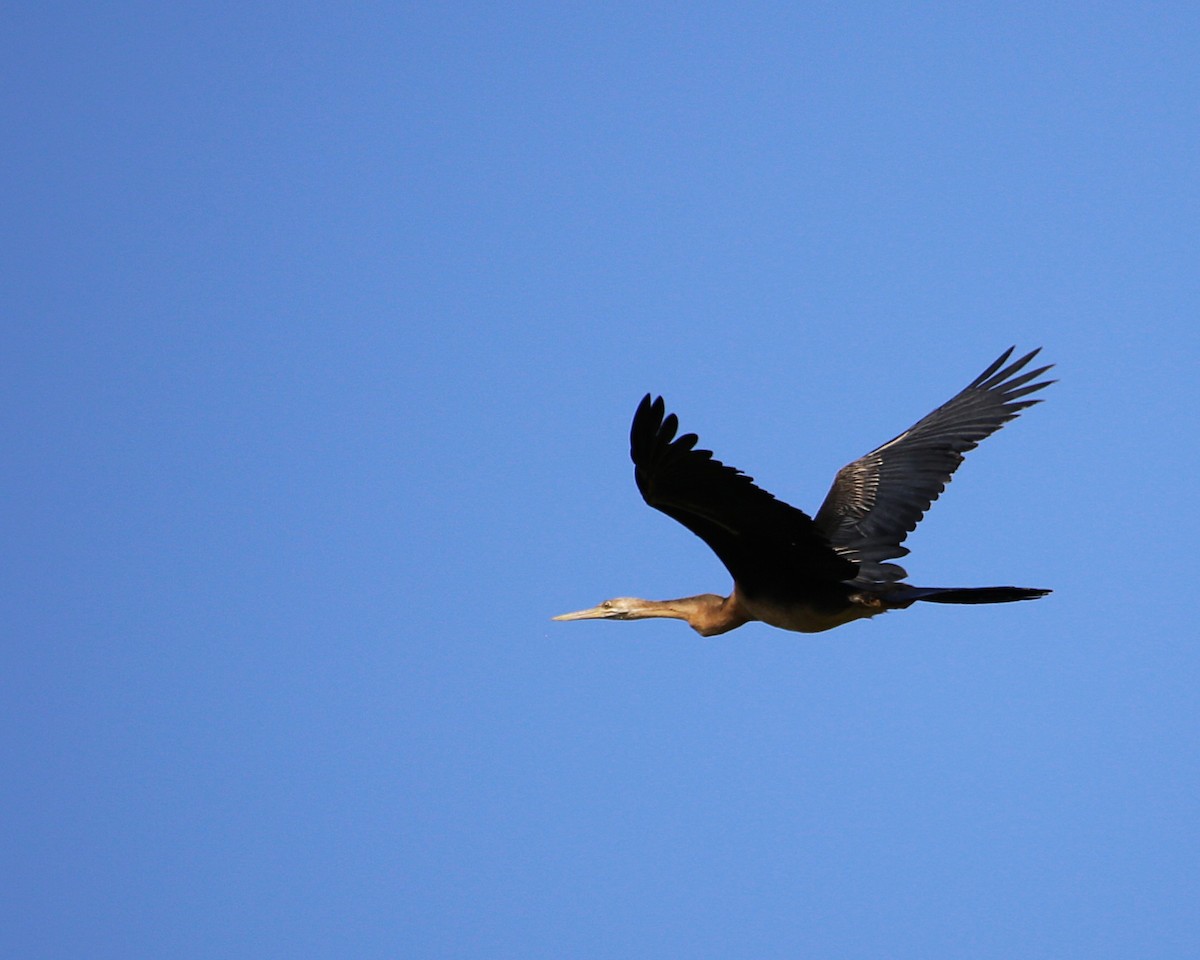 アフリカヘビウ - ML647605466