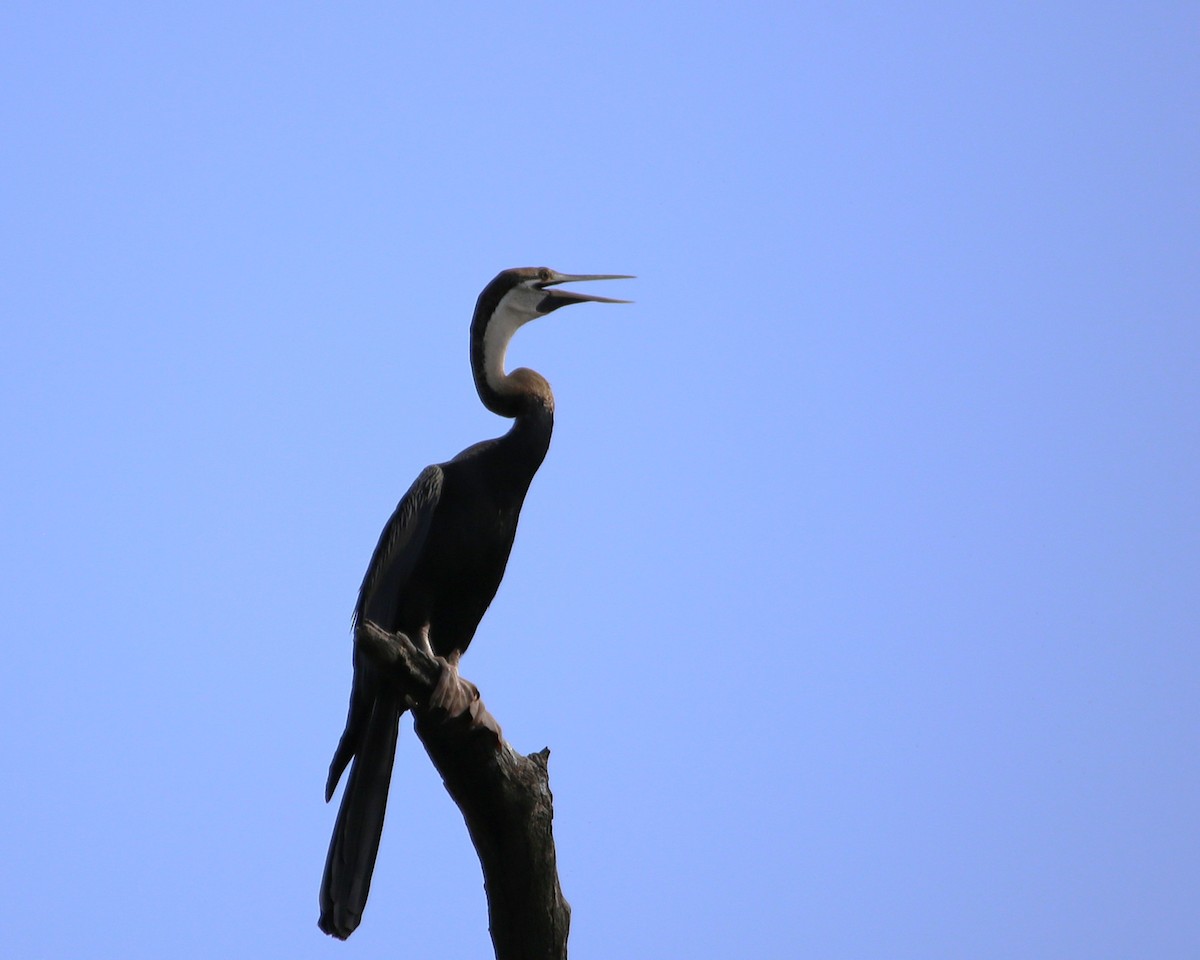 アフリカヘビウ - ML647605467