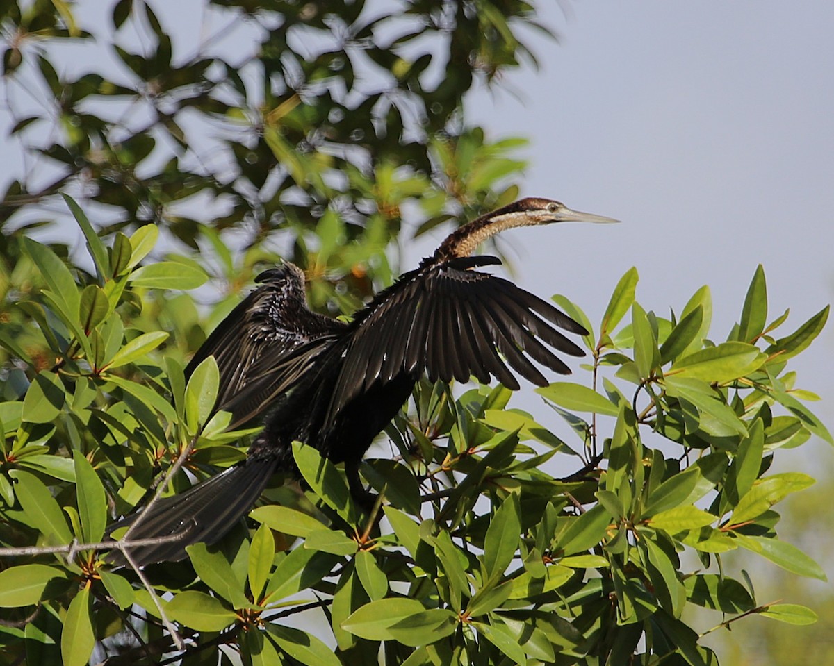 アフリカヘビウ - ML647605468