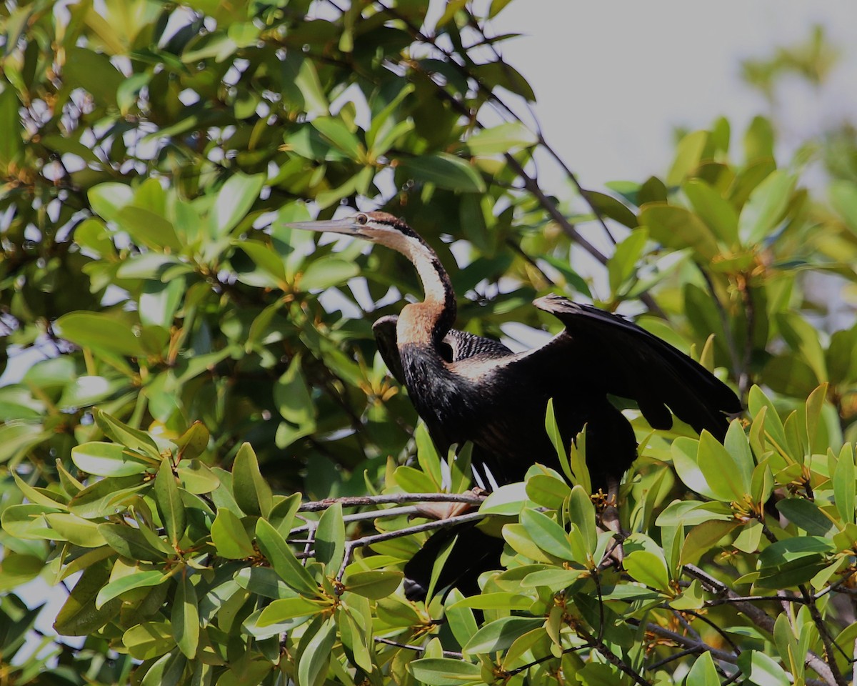 アフリカヘビウ - ML647605469