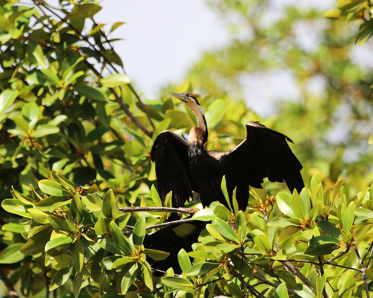 アフリカヘビウ - ML647605470