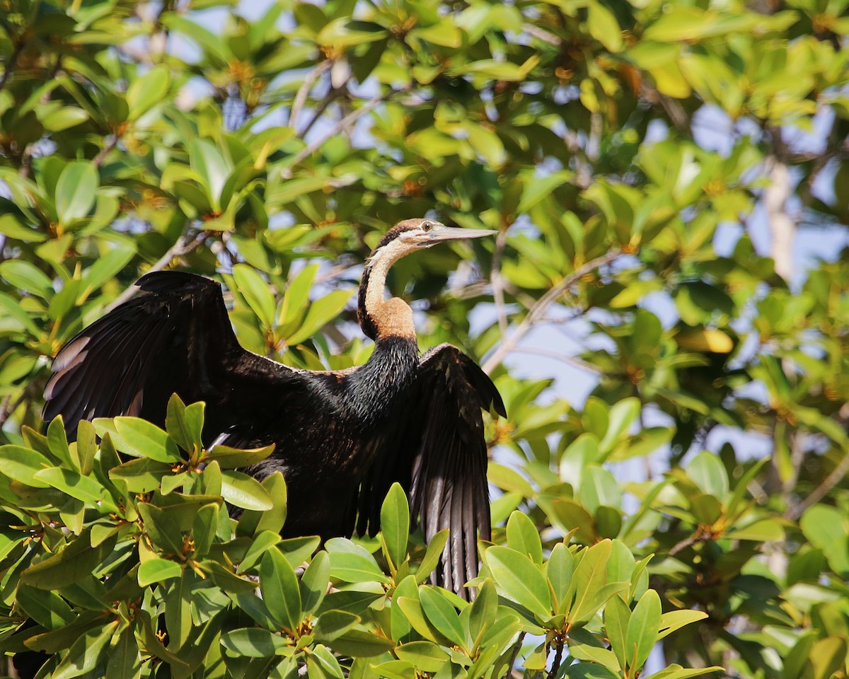 アフリカヘビウ - ML647605471