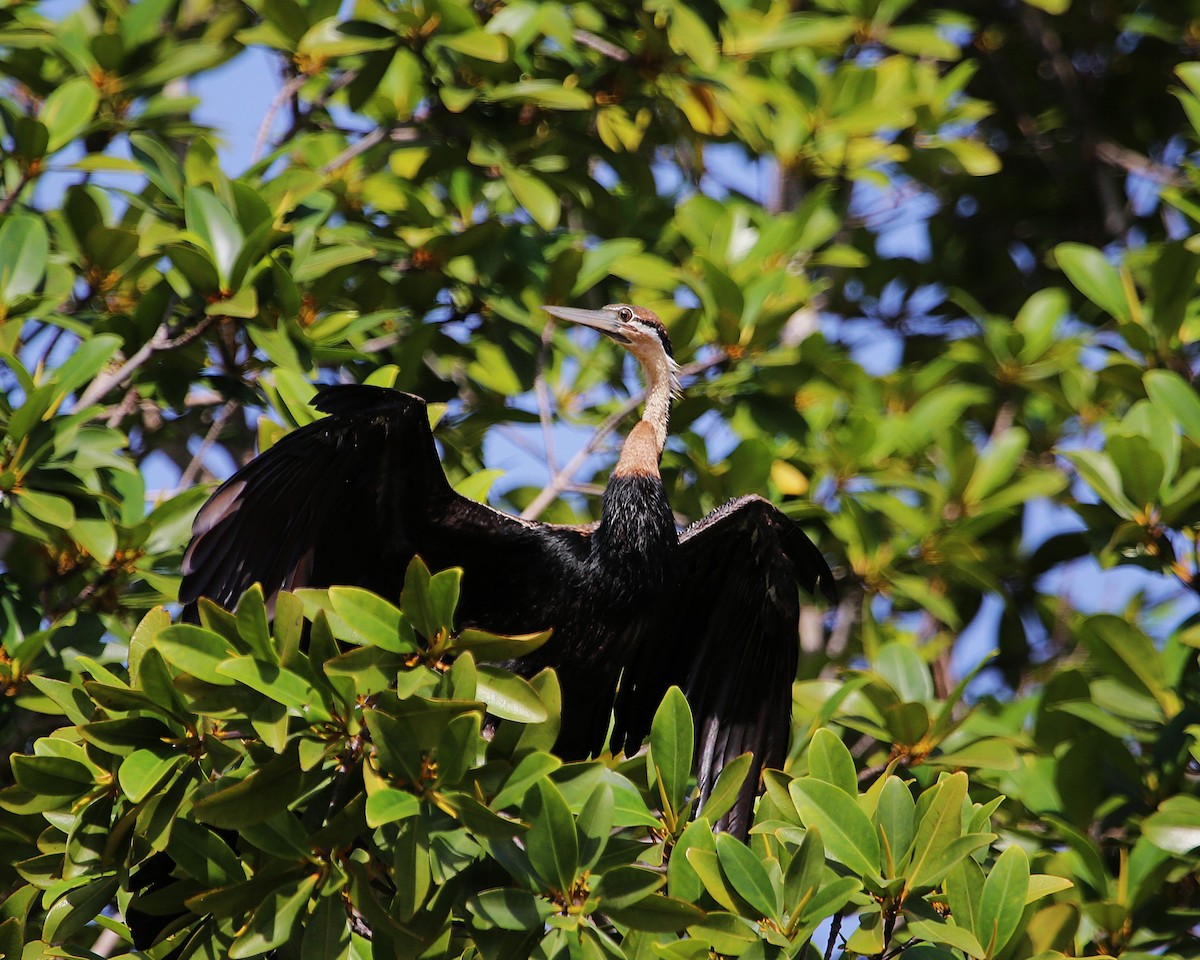 アフリカヘビウ - ML647605472