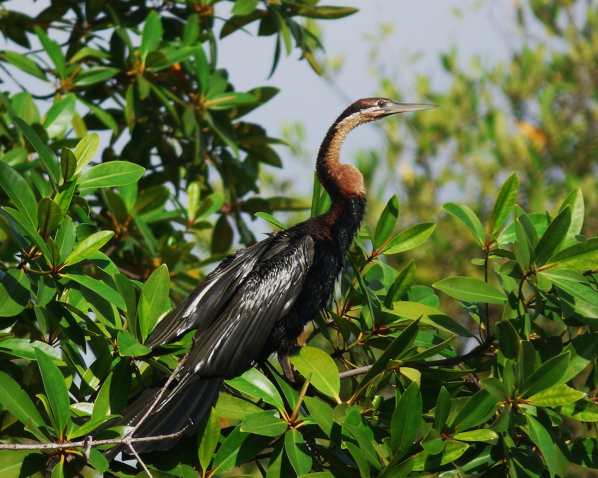 アフリカヘビウ - ML647605473