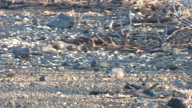 Fire-fronted Serin - ML647605474