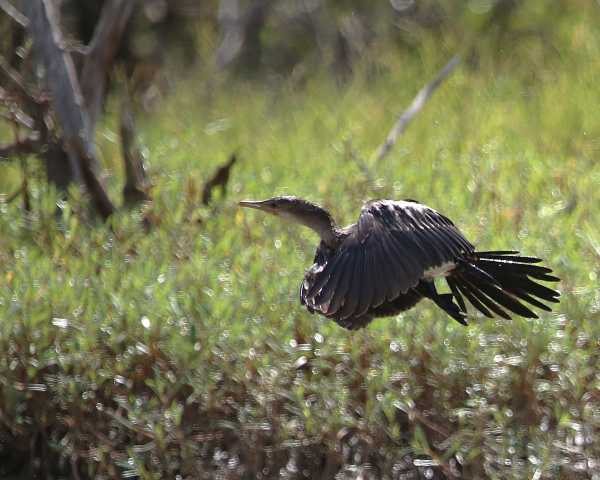 アフリカコビトウ - ML647605475