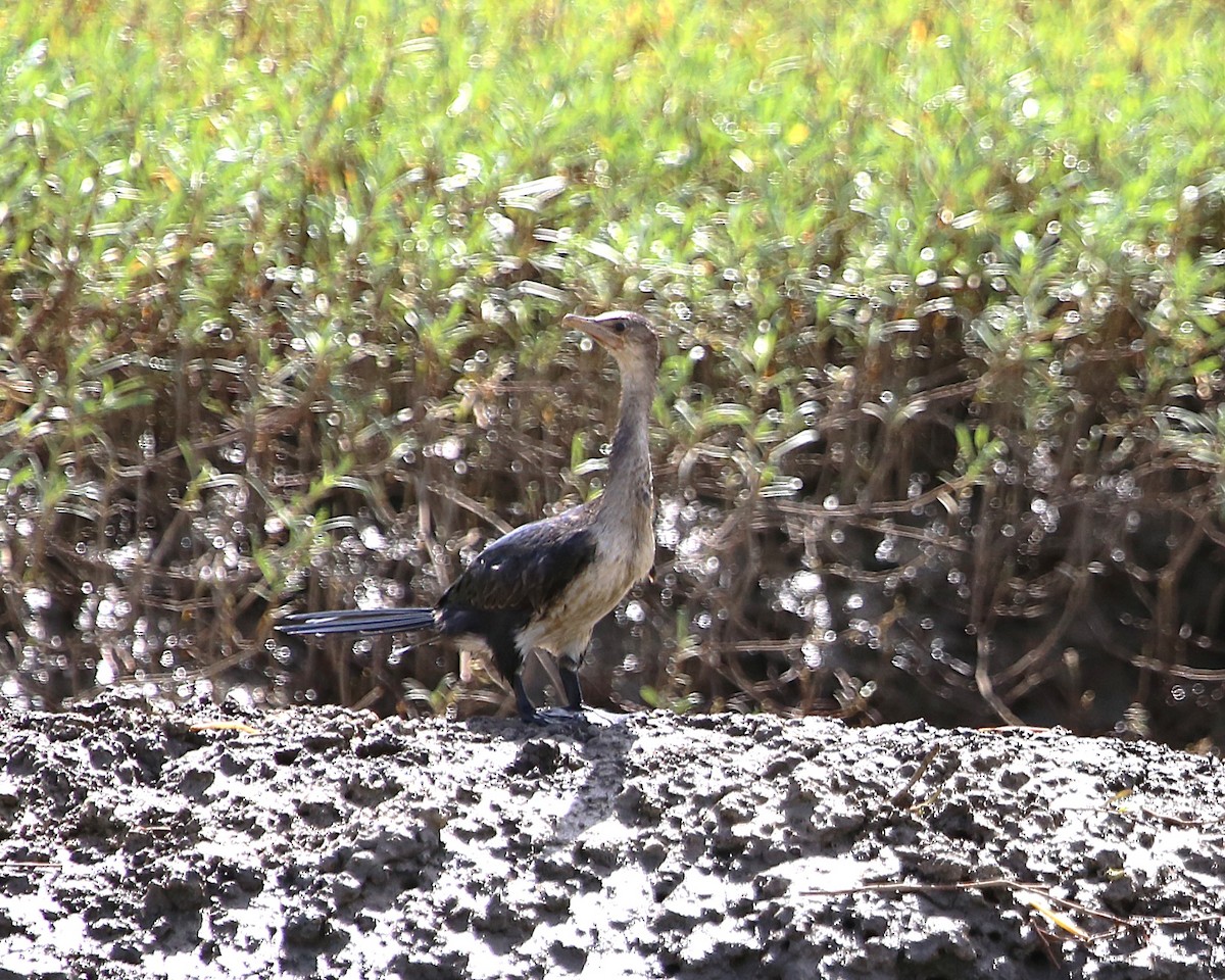 アフリカコビトウ - ML647605476