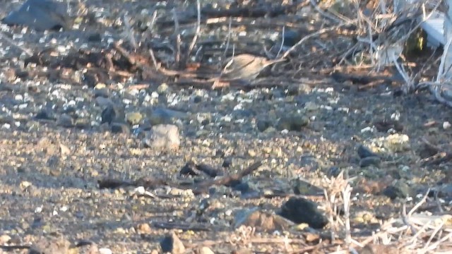 Radde's Accentor - ML647605478