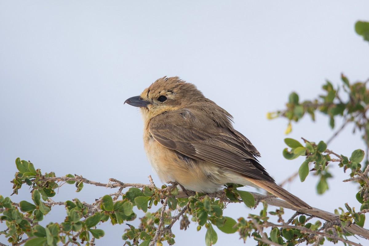 isabellavarsler - ML647605481