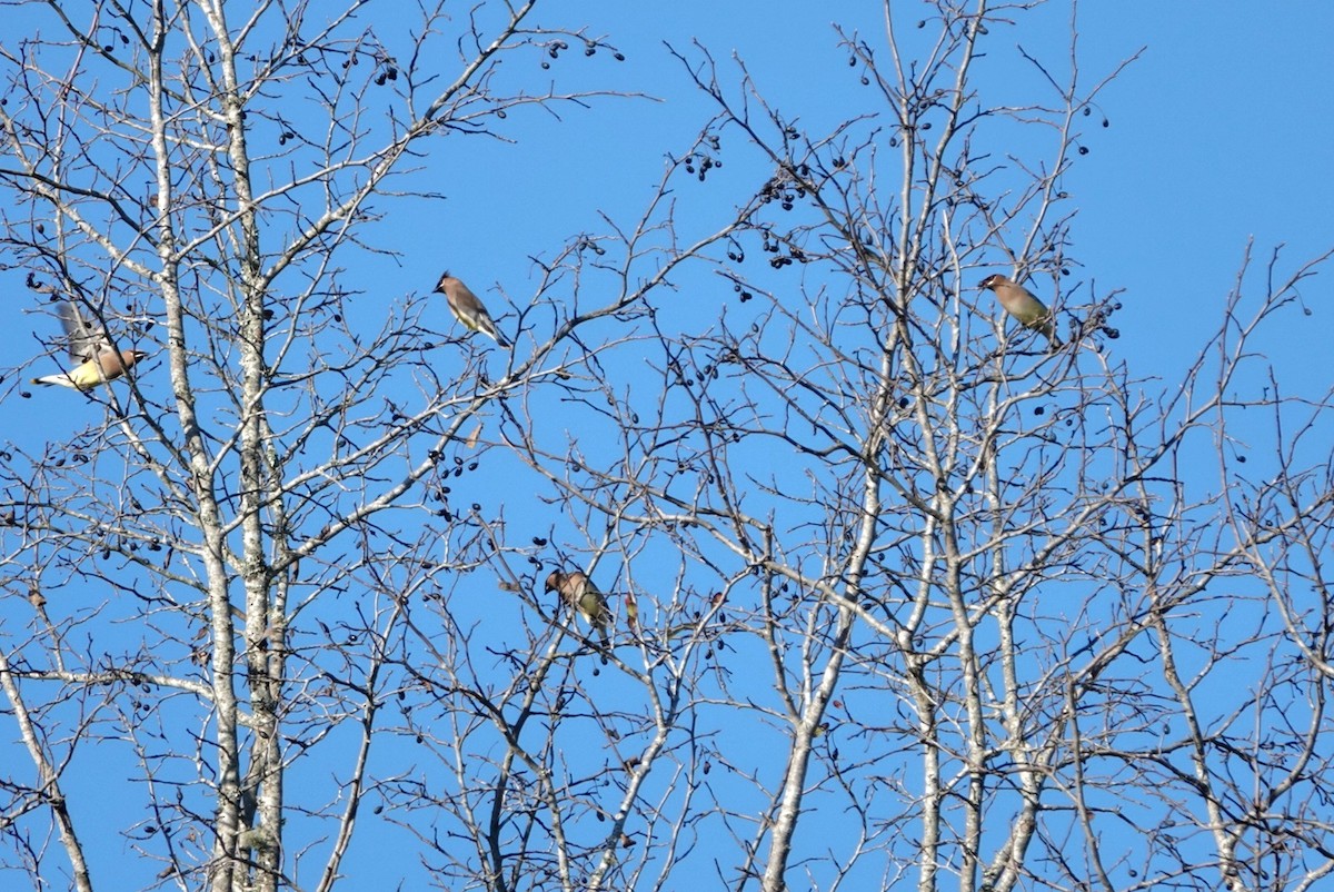 Sedir İpekkuyruğu - ML647605492