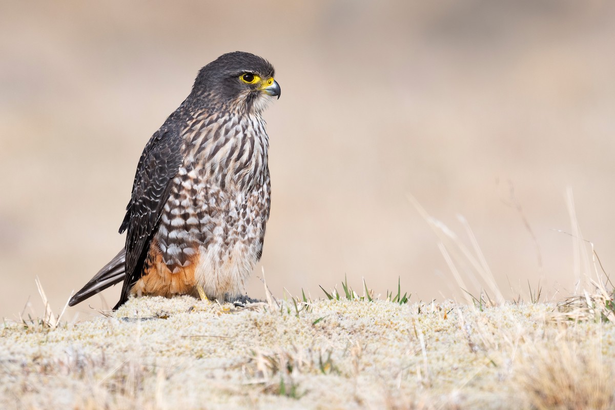 New Zealand Falcon - ML647605512