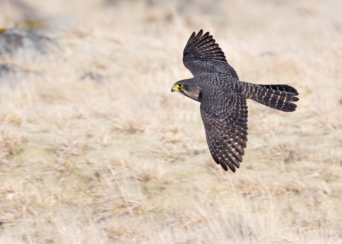 New Zealand Falcon - ML647605513