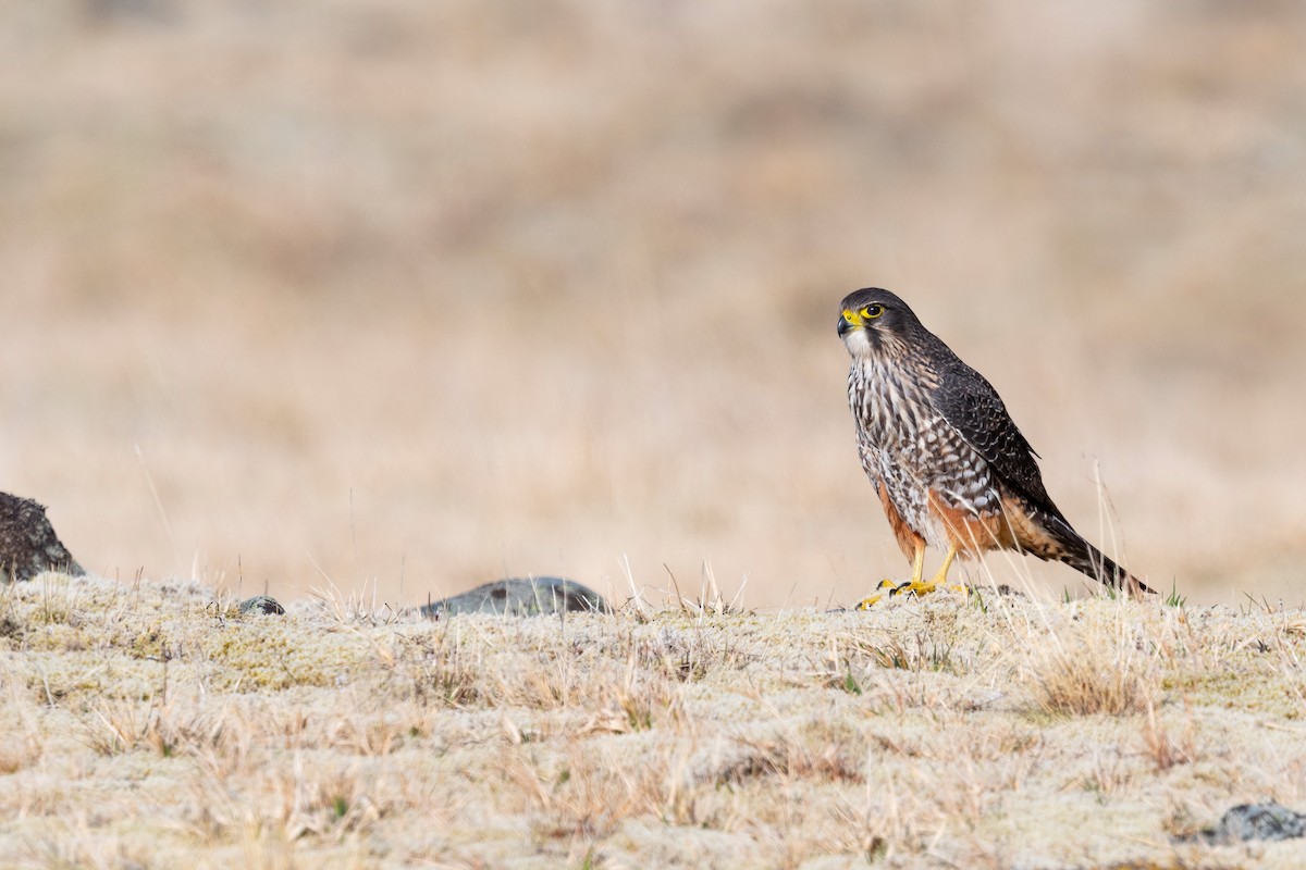 New Zealand Falcon - ML647605514