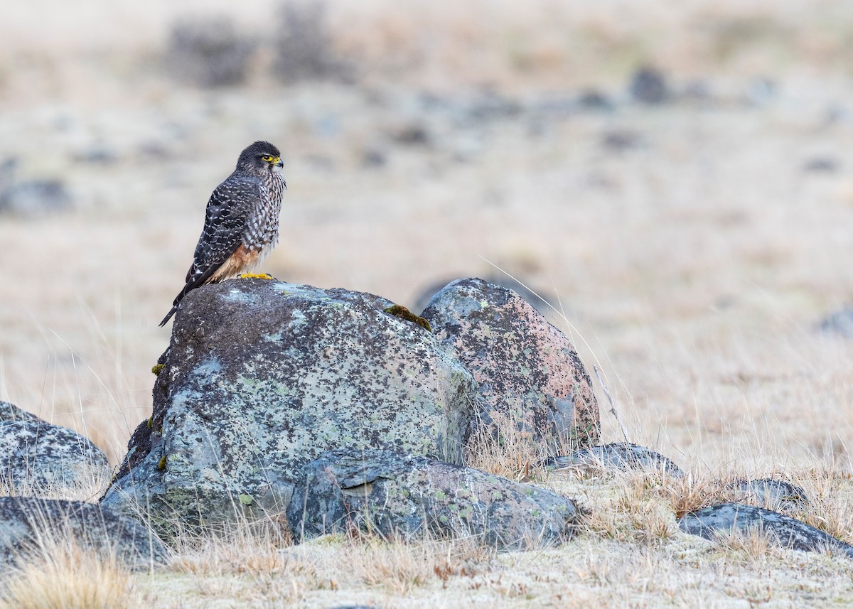New Zealand Falcon - ML647605515