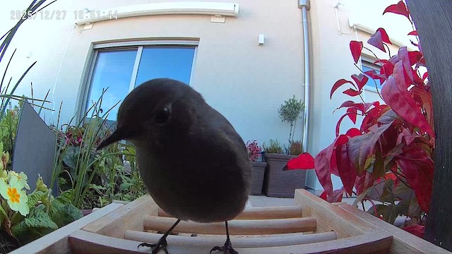 Black Redstart - ML647605547