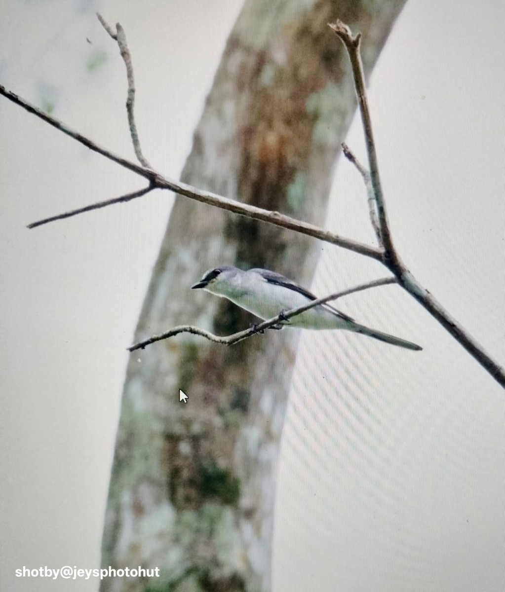 サンショウクイ - ML647605580