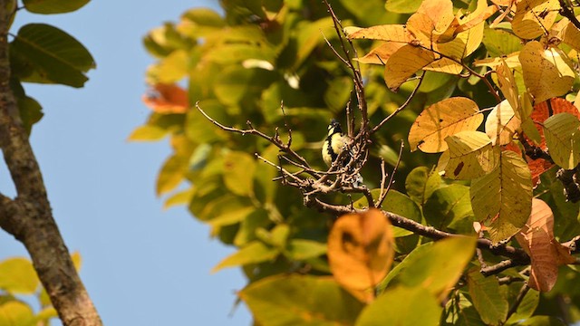 Indian Yellow Tit - ML647605595