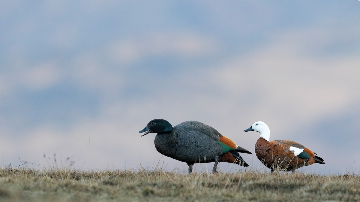 Paradise Shelduck - ML647605609