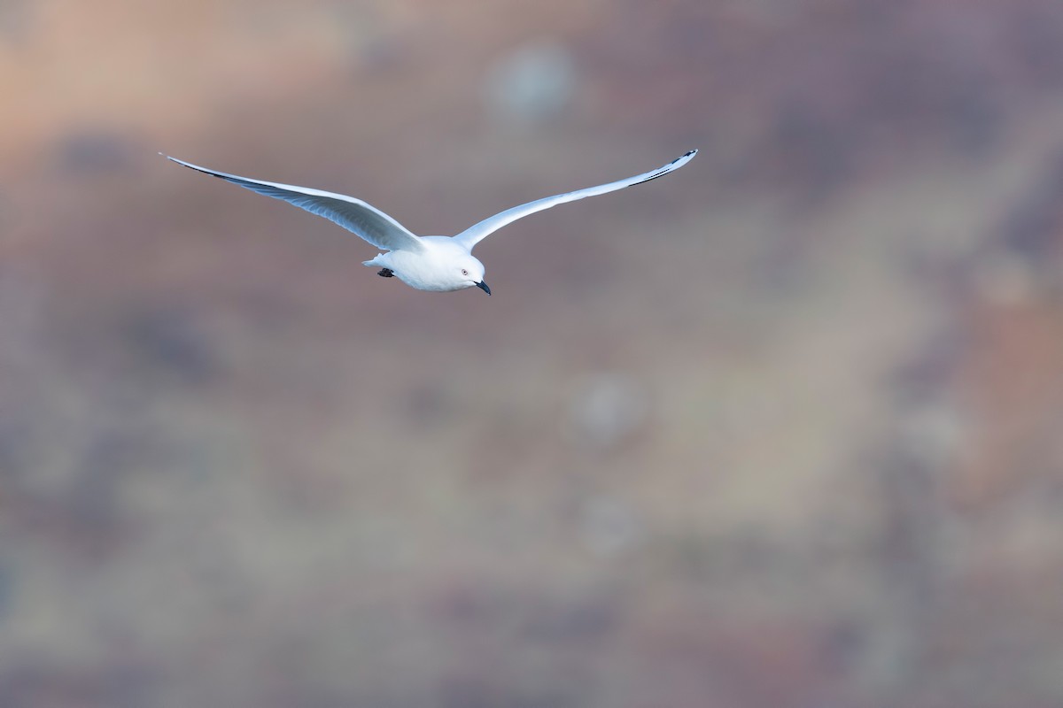 Black-billed Gull - ML647605610